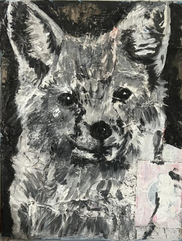 Canadian Red Fox - Garbage on Canvas