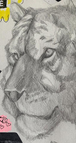 Tiger - Pencil on Paper
